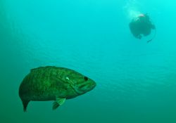 Bass and diver, Gilboa quarry, Ohio. D70, 10.5mm fisheye ... by David Heidemann 